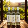 Rượu Vang Trắng PavoNero Bianco 13%