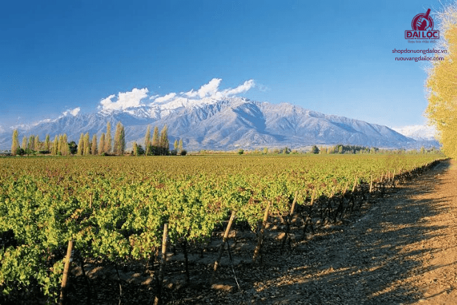 Nắng ấm tại Chile là môi trường lý tưởng giúp giống nho Carmenere hồi sinh rực rỡ.